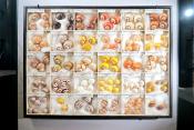 museum fur naturkunde berlin 5-2025 1291